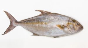 Amberjack Facts