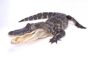 American Alligator Fscts