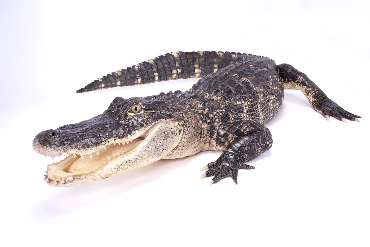 American Alligator Fscts