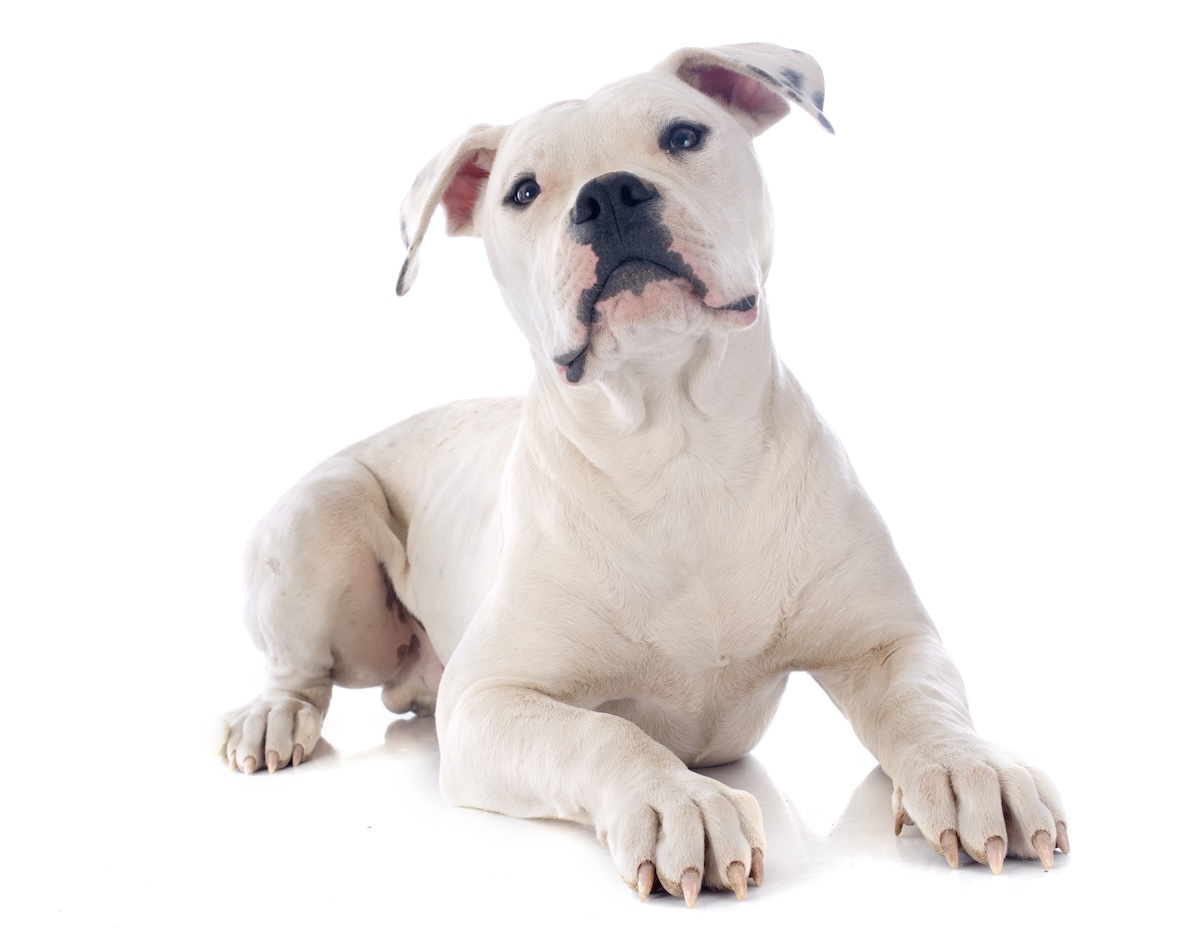 American Bulldog Facts