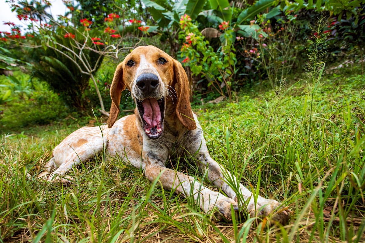 American Coonhound Facts
