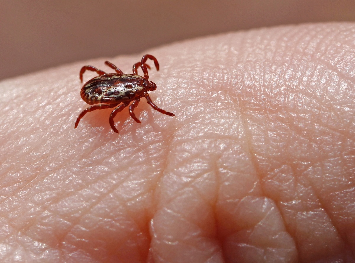American Dog Tick Facts