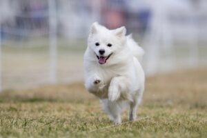 American Eskimo Facts