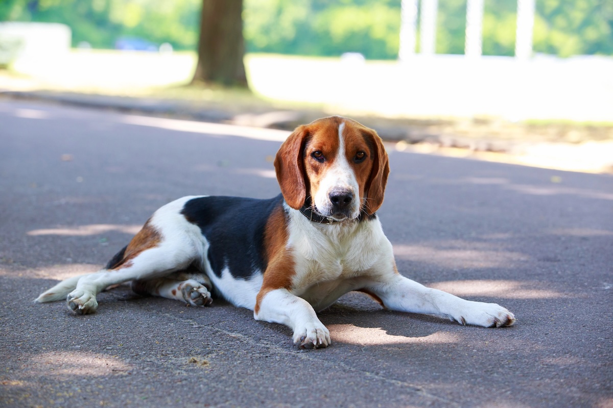 American Foxhound Facts