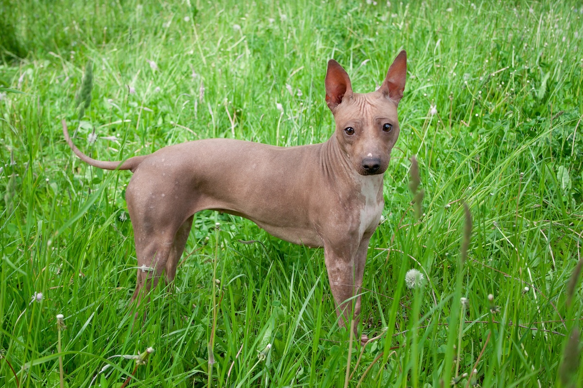American Hairless Terrier Facts