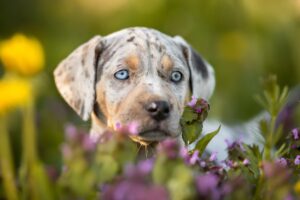 American Leopard Hound Facts