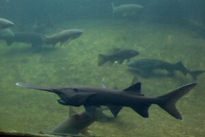 American Paddlefish Facts