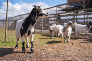 American Pygmy Goat Facts