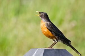American Robin Facts