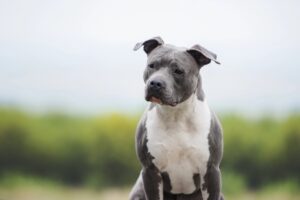 American Staffordshire Terrier Facts
