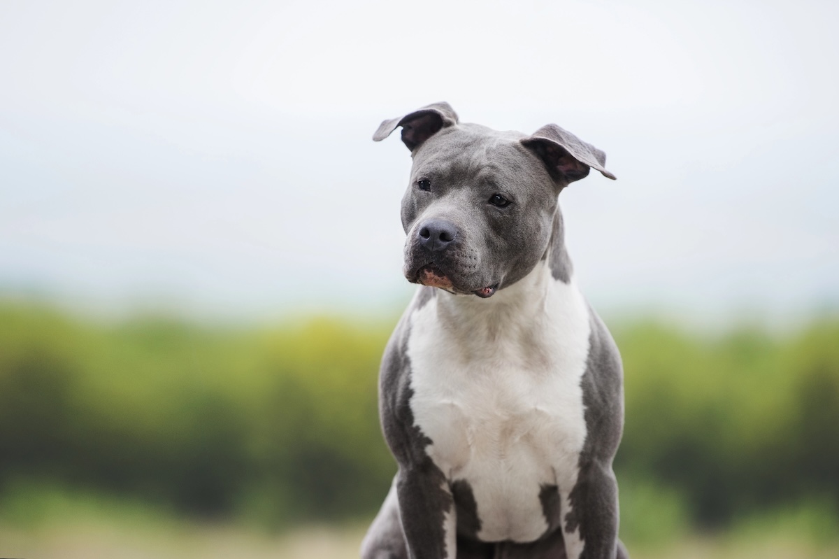 American Staffordshire Terrier Facts