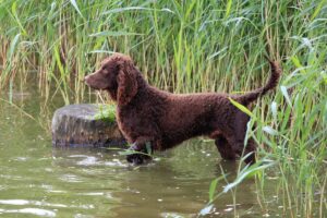 American Water Spaniel Facts