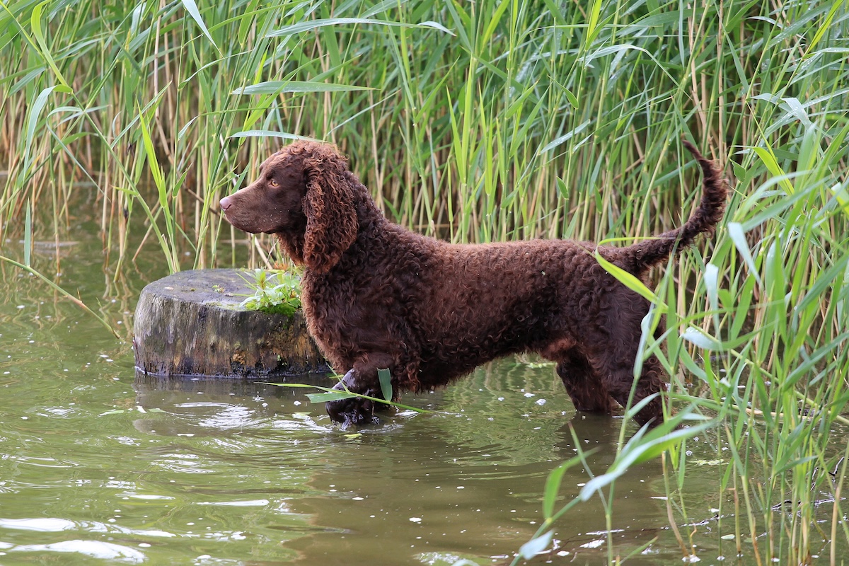 American Water Spaniel Facts