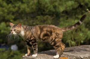 American Wirehair Facts