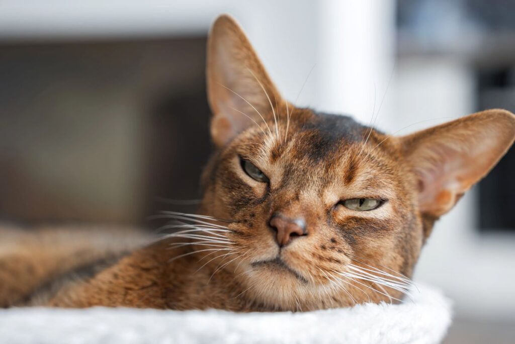 An Abyssinian cat with large ears, reddish brown coat