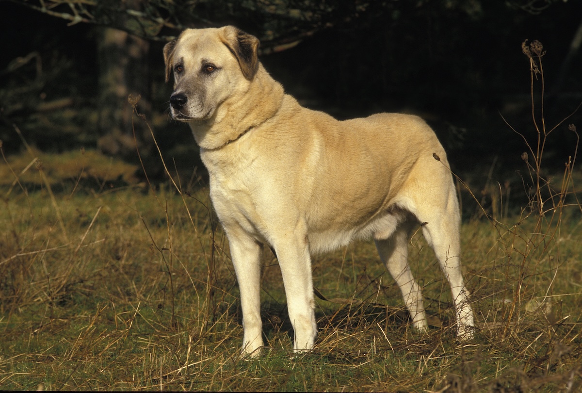 Anatolian Shepherd Dog Facts