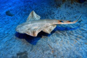 Angelshark Facts