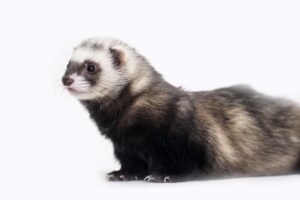 Angora Ferret Facts
