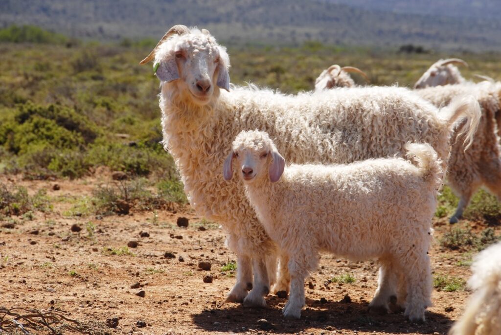 Angora Goat Facts: Exploring The Life, Coat, And Character Of This ...