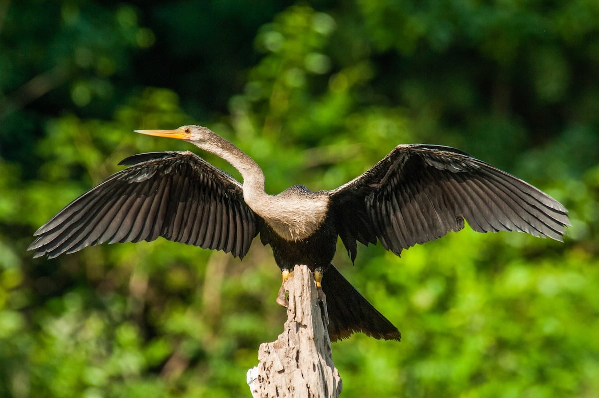 Anhinga Facts