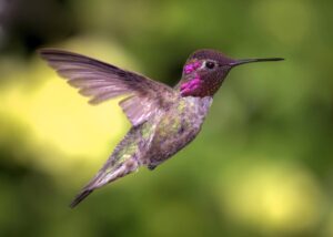 Annas hummingbird facts