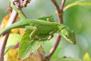 Anole Lizard Facts