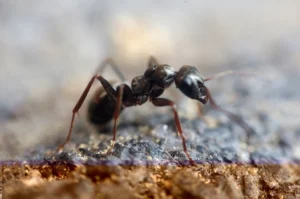Ant