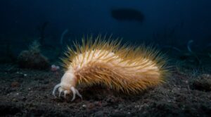 Antarctic scale worm facts