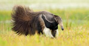 Anteater Facts