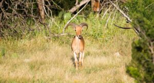 Aoudad Sheep Facts