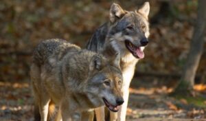 Apennine Wolf Facts