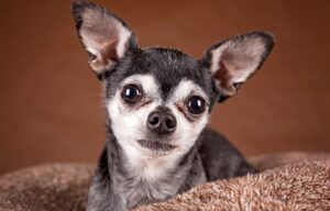 cute apple head chihuahua facts