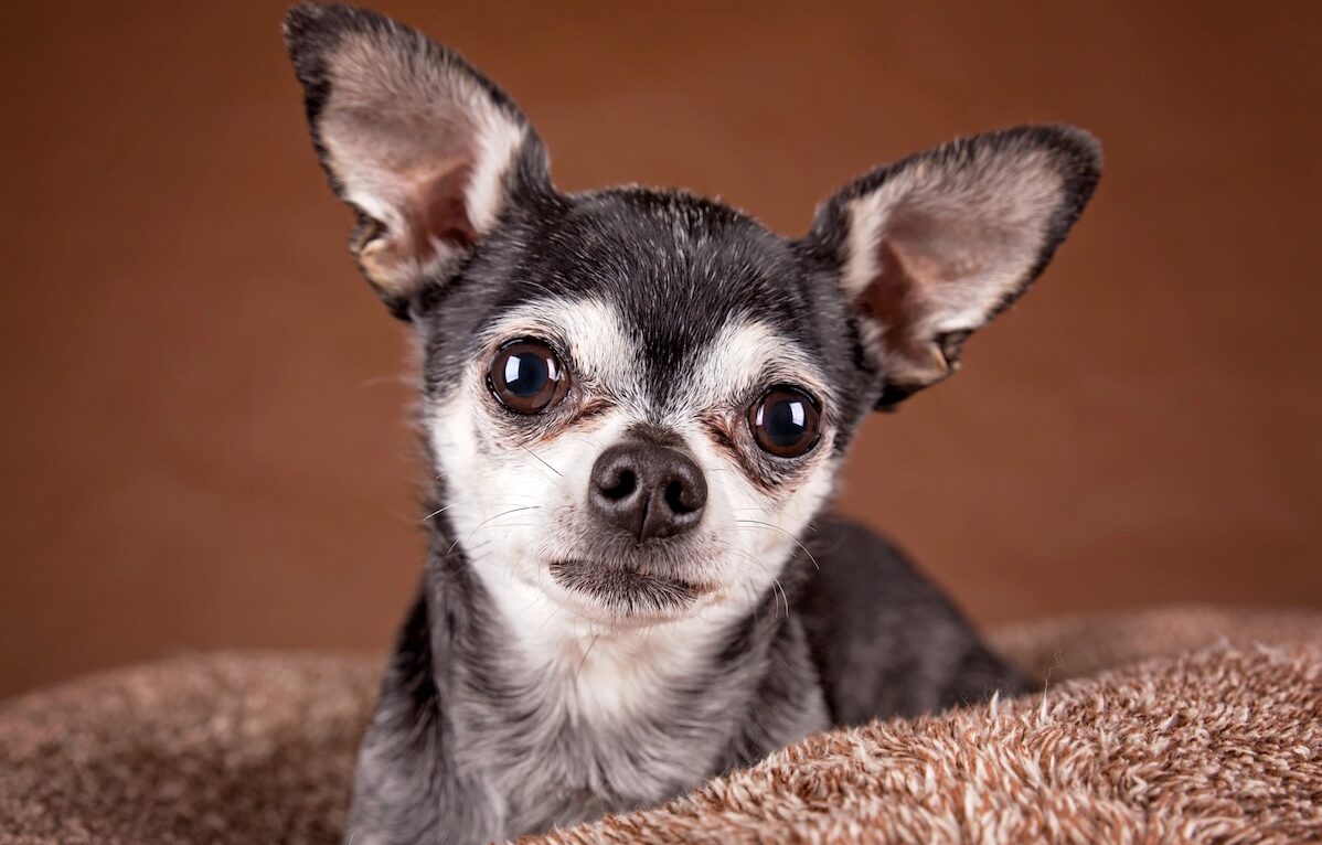 cute apple head chihuahua facts