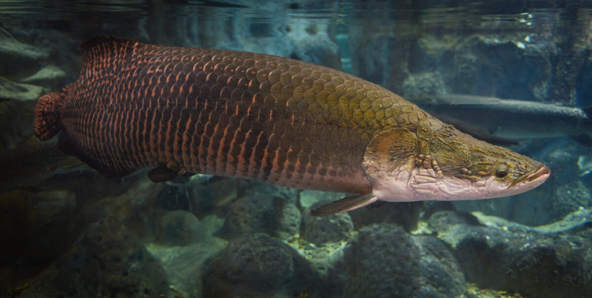 Arapaima Facts