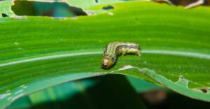armyworm facts