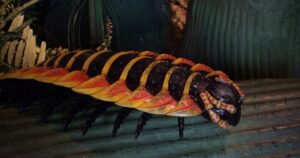 Arthropleura Facts