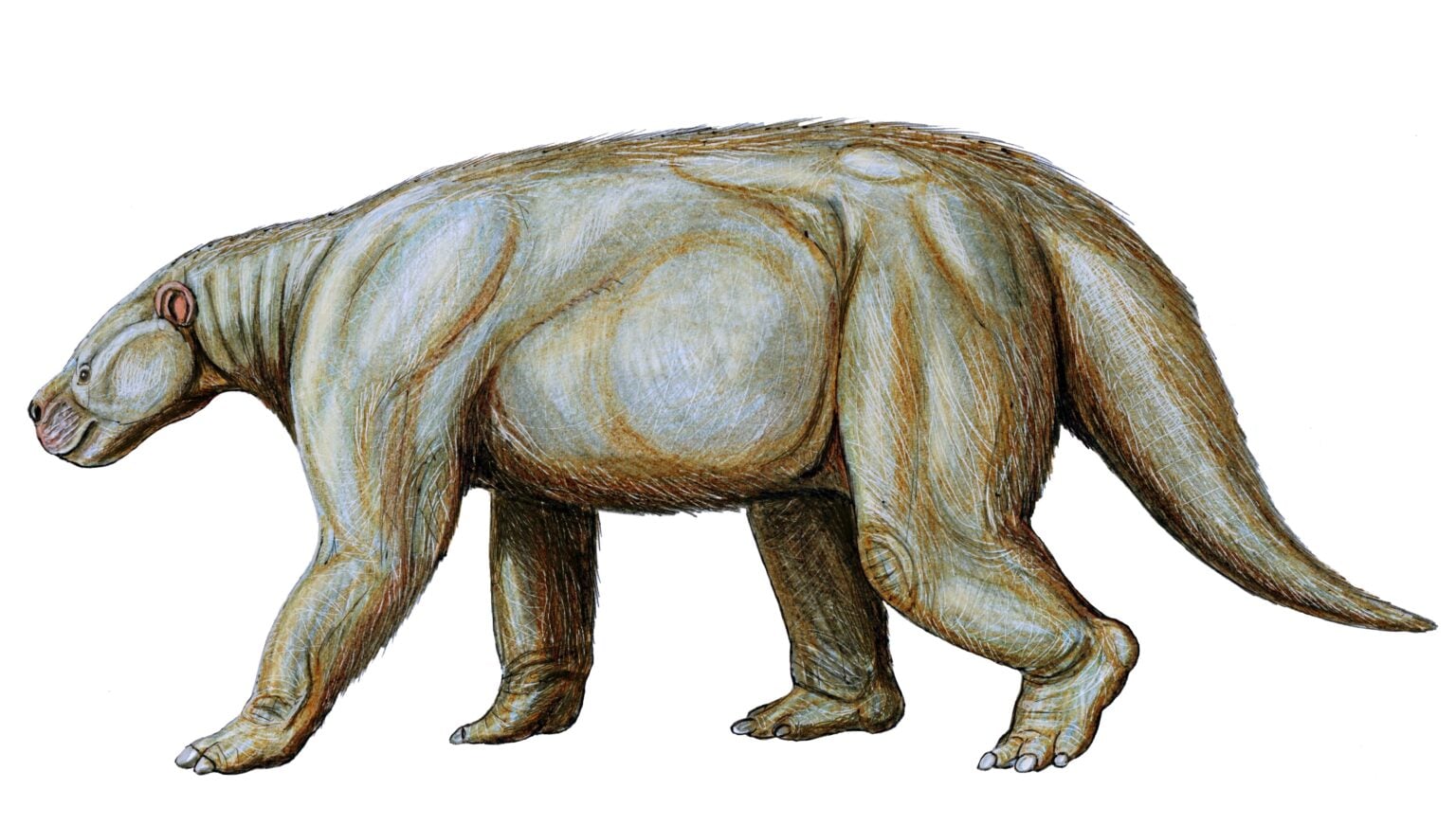 Barylambda Barylambda Facts: The Gentle Titan of the Paleocene - Animals Discovered