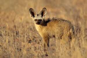 Bat-Eared Fox Facts