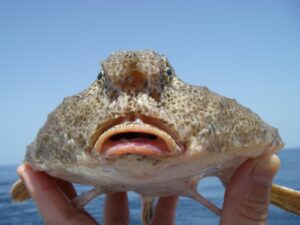 Batfish Facts