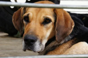 Beagle Shepherd Facts
