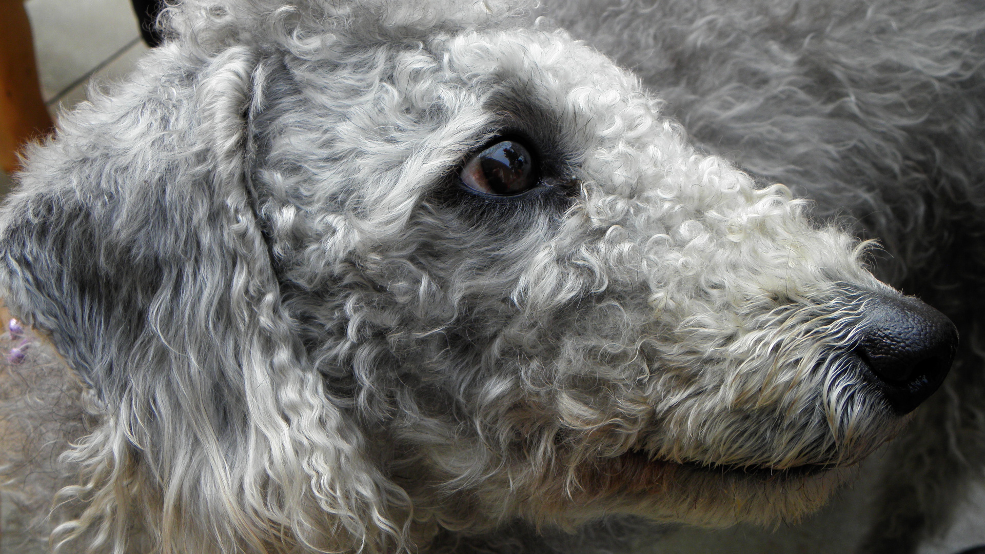 Bedlington Terrier