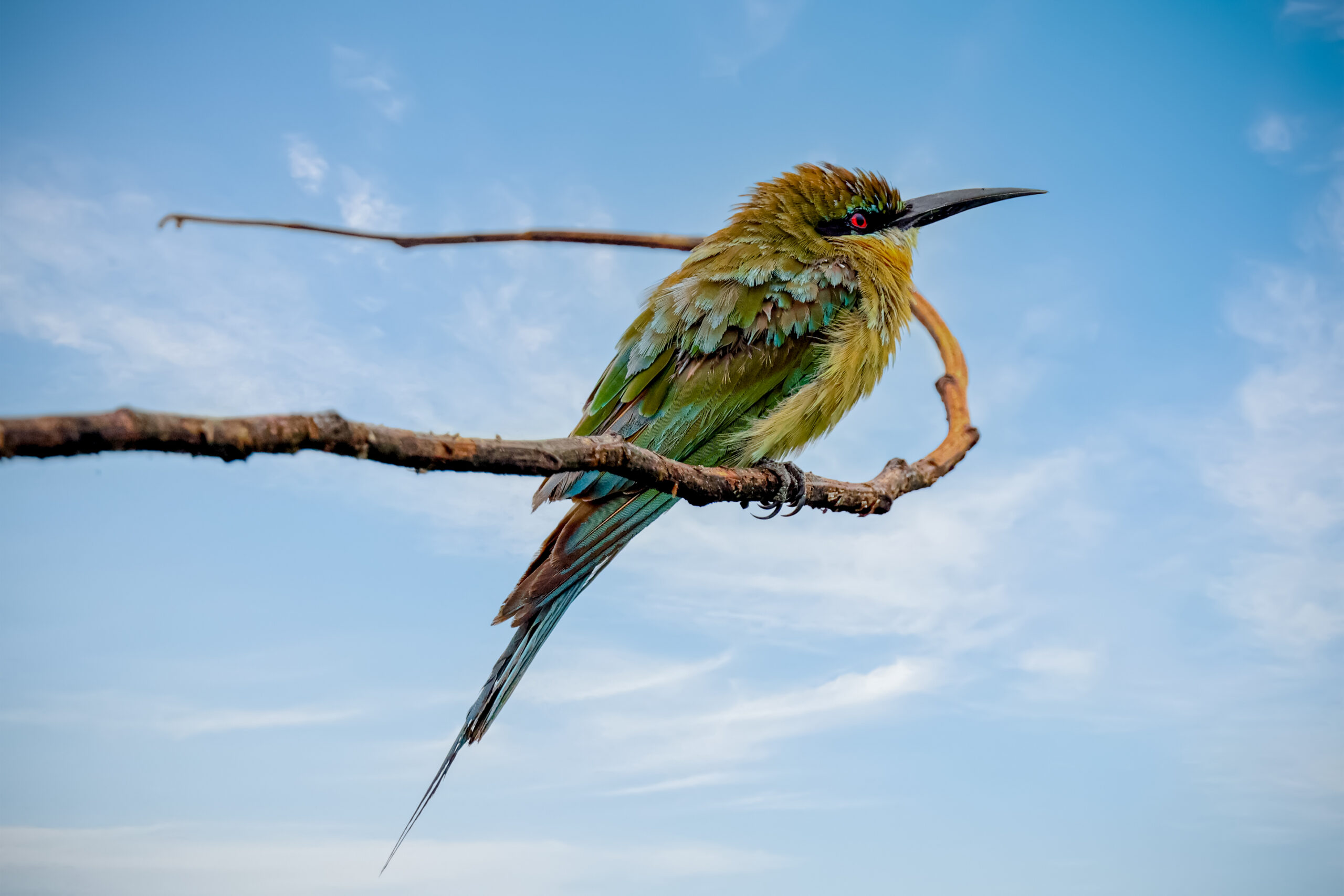 Bee-Eater Facts
