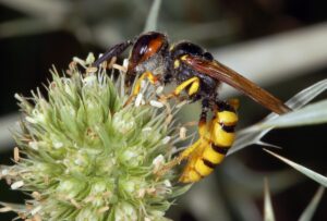Beewolf wasp facts
