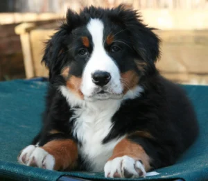 Bernese Shepherd Facts