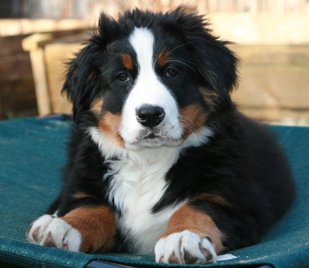 Bernese Shepherd Facts