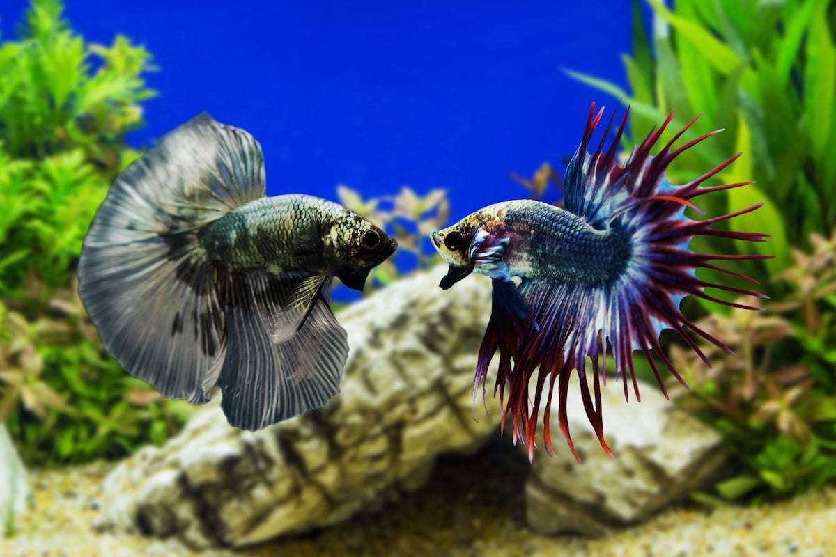 Betta Fish (Siamese Fighting Fish) Facts