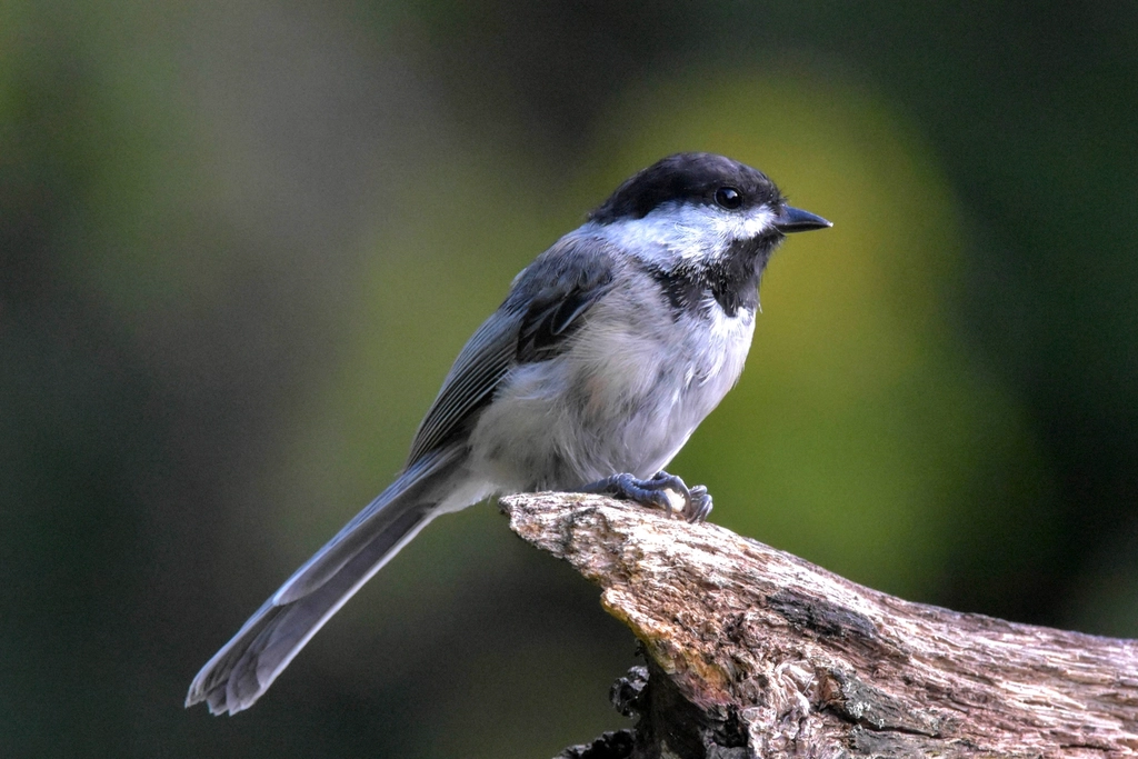 Black-Capped Chickadee Facts