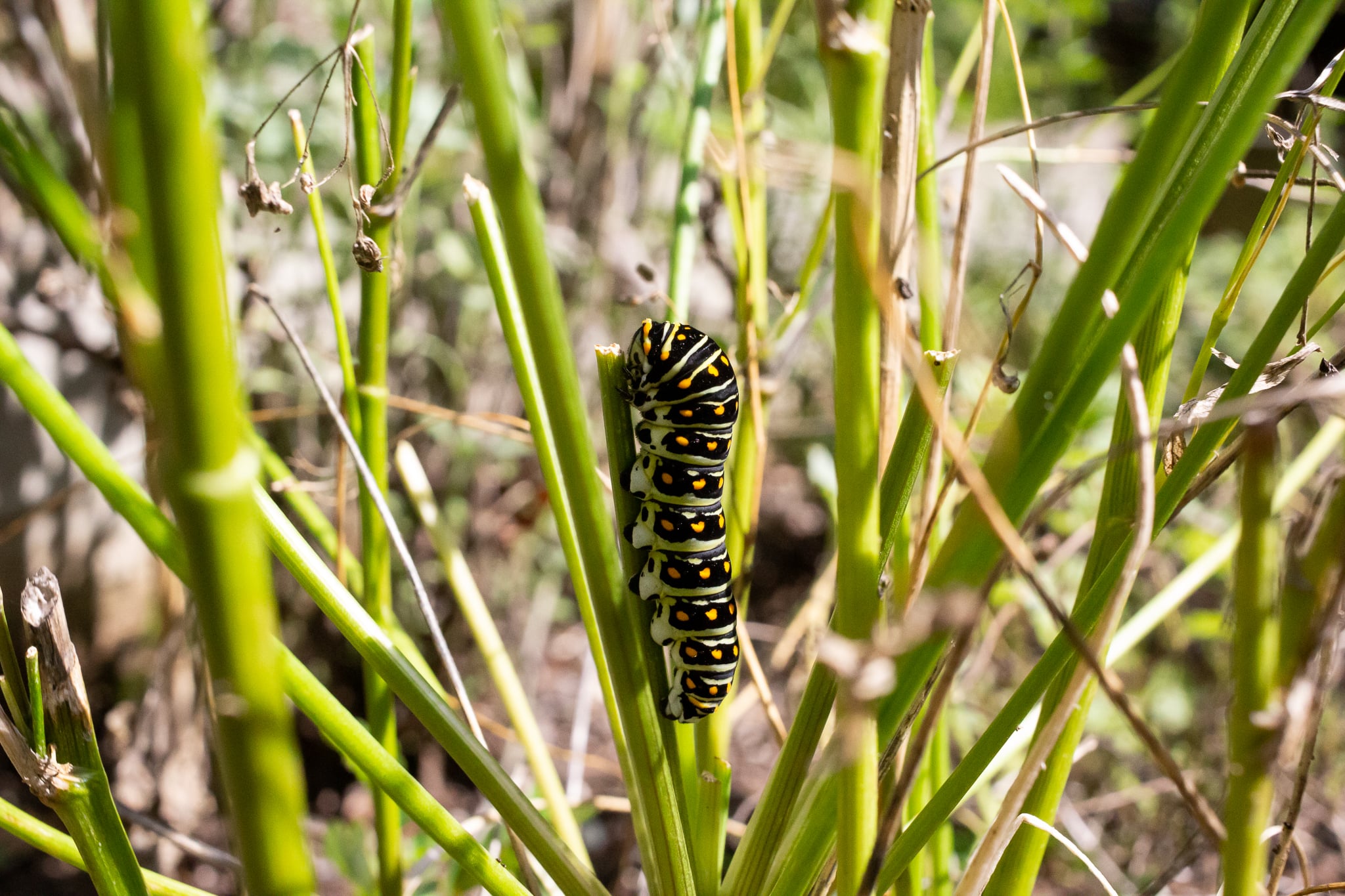 Black Swallowtail Caterpillar Facts