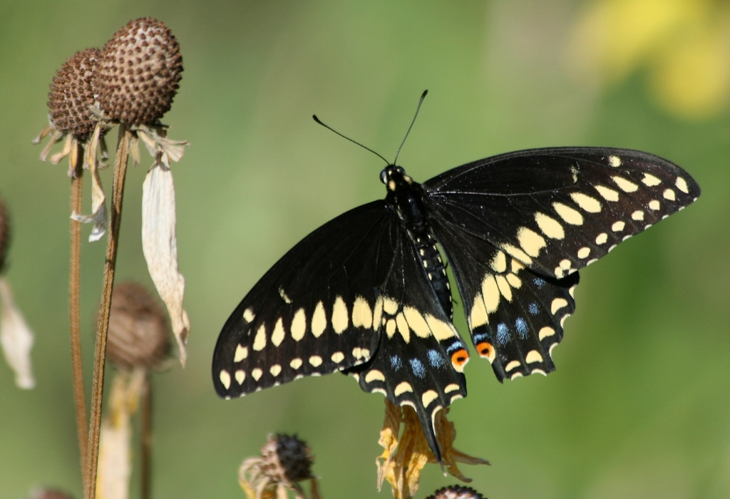 Black Swallowtail Facts