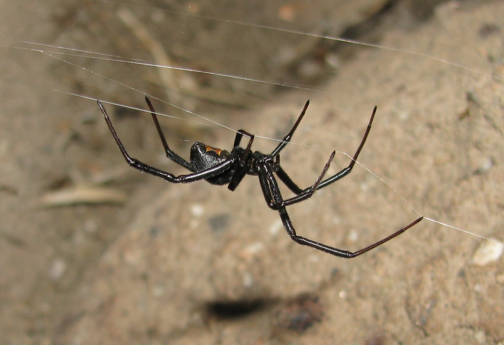 Black Widow Spider Facts